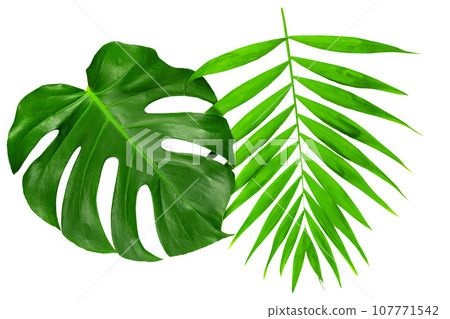nature green leaves isolated on white background nature green leaves isolated on white background 107771542