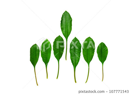 green leaves of Milkweed on isolated background green leaves of Milkweed on isolated background 107771543