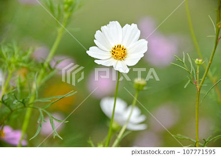 宇宙 宇宙 107771595