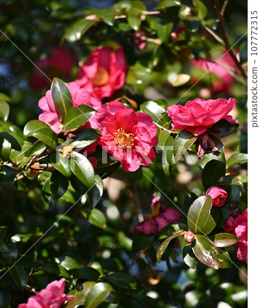 Sasanqua (Camellia sasanqua) 107772315