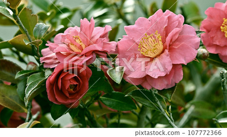 茶梅 (Camellia sasanqua) 107772366