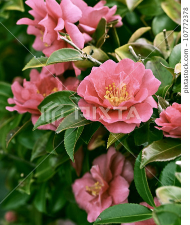 Sasanqua (Camellia sasanqua) Sasanqua (Camellia sasanqua) 107772378