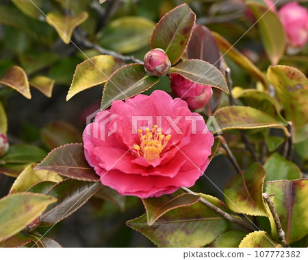 Sasanqua (Camellia sasanqua) 107772382