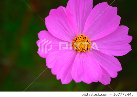 愛知縣安城市赤松町的波斯菊節 107772443