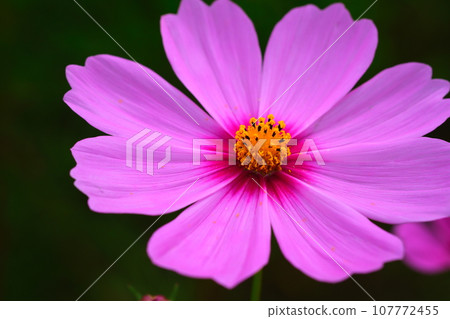 Cosmos Festival in Akamatsucho, Anjo City, Aichi Prefecture 107772455