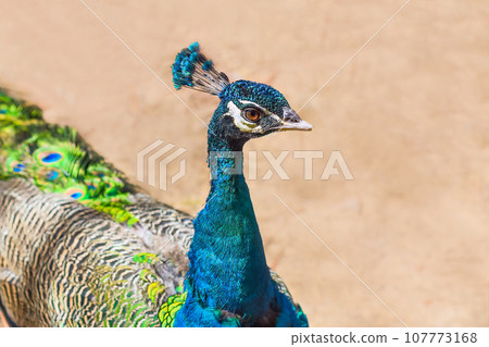 Portrait of Peafowl or peacock against sand background close up Portrait of Peafowl or peacock against sand background close up 107773168