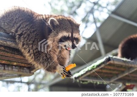Gray raccoon eating apple close up Gray raccoon eating apple close up 107773169