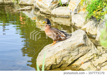 Mallard male duck resting ion a stone Mallard male duck resting ion a stone 107773170