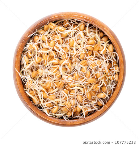 Fresh wheat germs, germinated wheat grains in a wooden bowl. Sprouted kernels and seeds of Triticum. A concentrated source of essential nutrients, and the food with the highest content of spermidine. Fresh wheat germs, germinated wheat grains in a wooden bowl. Sprouted kernels and seeds of Triticum. A concentrated source of essential nutrients, and the food with the highest content of spermidine. 107773238