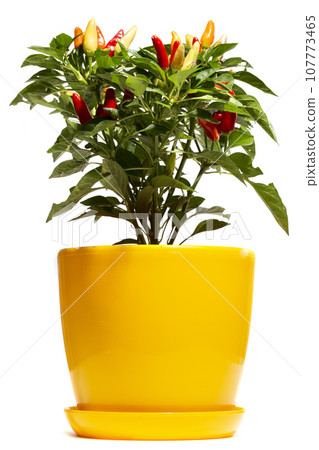 Bush of indoor decorative pepper on a white background 107773465