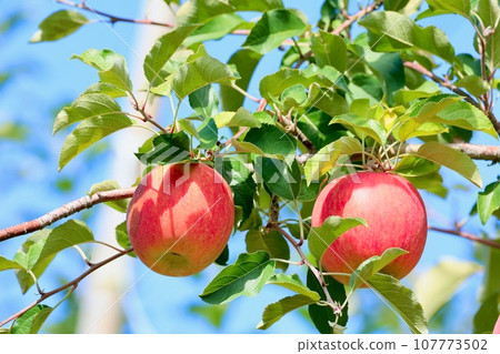 卓有成效的蘋果果實 107773502