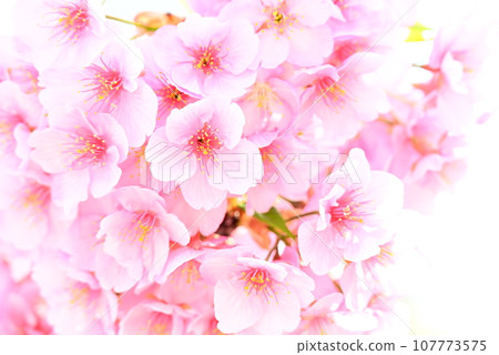 Spring cherry blossoms in full bloom 107773575