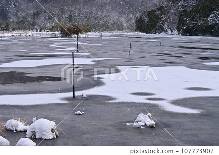 Natural Monument Mystical winter pond in Kita Ward, Kyoto City 107773902