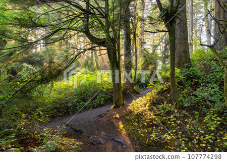 Vibrant Green Trees in the Rainforest on the Pacific West Coast. Sunny Fall Season. Vancouver Island Vibrant Green Trees in the Rainforest on the Pacific West Coast. Sunny Fall Season. Vancouver Island 107774298