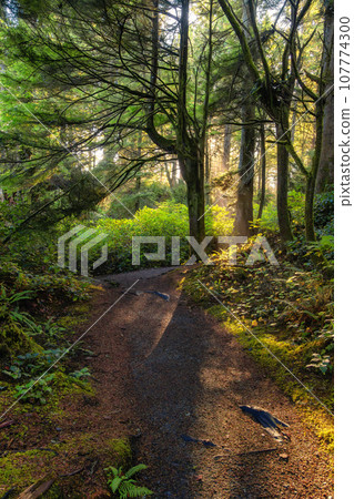 Vibrant Green Trees in the Rainforest on the Pacific West Coast. Sunny Fall Season. Vancouver Island 107774300