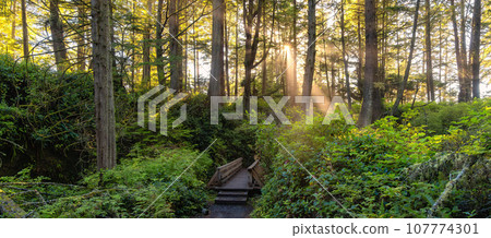 Vibrant Green Trees in the Rainforest on the Pacific West Coast. Sunny Fall Season. Vancouver Island Vibrant Green Trees in the Rainforest on the Pacific West Coast. Sunny Fall Season. Vancouver Island 107774301