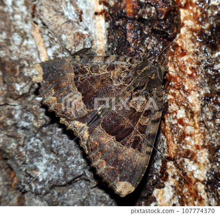 Black butterfly moth Mormo maura feeds on tree sap close-up macro in nature, mimicry, noctuidae, insect Black butterfly moth Mormo maura feeds on tree sap close-up macro in nature, mimicry, noctuidae, insect 107774370