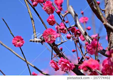 Plum blossoms in Asuka village 107774402