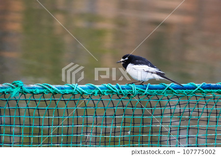 Wagtail perched on a net by the water Wagtail perched on a net by the water 107775002
