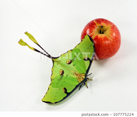 Green butterfly and red apple, Saturnia comet moth, Argema mimosae on white, beautiful natural background, wallpaper, postcard, for design and decoration Green butterfly and red apple, Saturnia comet moth, Argema mimosae on white, beautiful natural background, wallpaper, postcard, for design and decoration 107775224