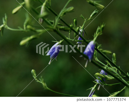 Neat and clean blue flowers of the bellflower family Neat and clean blue flowers of the bellflower family 107775374