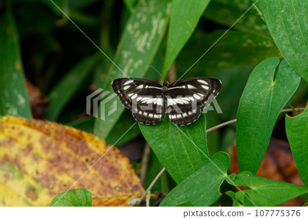 蛺蝶科棲息在葉子上 107775376