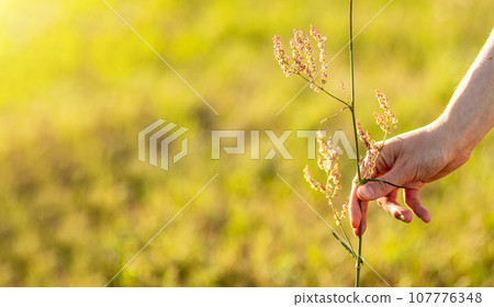 Hand collecting field herb from grass field, nature banner background Hand collecting field herb from grass field, nature banner background 107776348