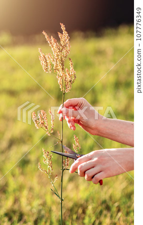 Hand collecting herbal plant with scissors, nature banner background 107776349