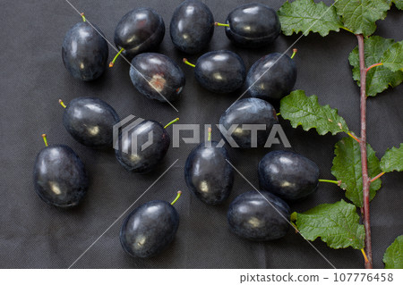 Plums on a black background with a branch of green leaves. 107776458