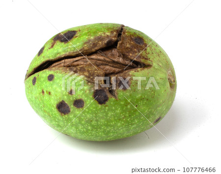 A walnut in a green shell that has cracked on a white background. 107776466