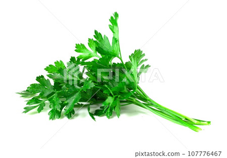 Bunch of fresh green parsley isolated on white background. 107776467