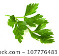 A leaf of fresh green parsley on a white background. Fragrant herbs for cooking and seasoning. 107776483