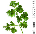 Sprig of parsley in full focus isolated on white background. For design, fresh greens that decorate dishes in the kitchen. 107776488