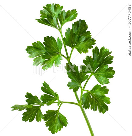 Sprig of parsley in full focus isolated on white background. For design, fresh greens that decorate dishes in the kitchen. Sprig of parsley in full focus isolated on white background. For design, fresh greens that decorate dishes in the kitchen. 107776488