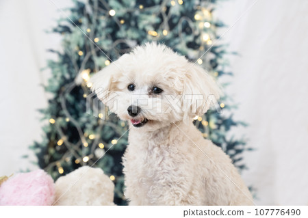 Christmas tree and smiling white toy poodle 107776490