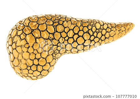 Golden Pancreas, 3D rendering 107777010