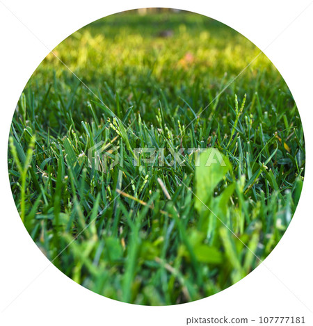 Green grass nature background, natural texture of plant in close-up 107777181