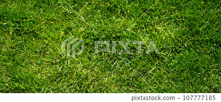 Green grass nature background, natural texture of plant in close-up Green grass nature background, natural texture of plant in close-up 107777185