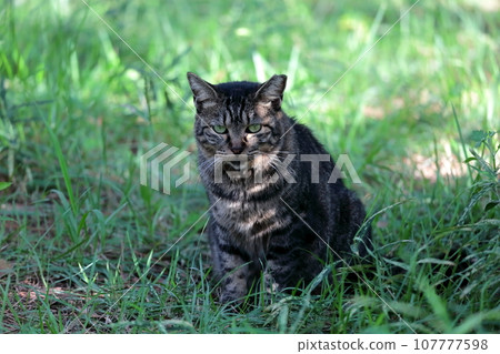 Stray cat image Stray cat image 107777598
