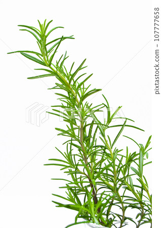 Fresh green rosemary leaves, widely used in mediterranean cuisine Fresh green rosemary leaves, widely used in mediterranean cuisine 107777658