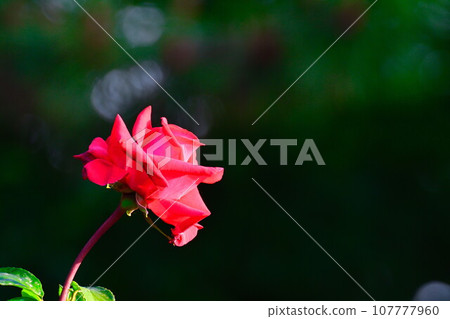 Roses in Terao Central Park (Niigata Prefecture) 107777960
