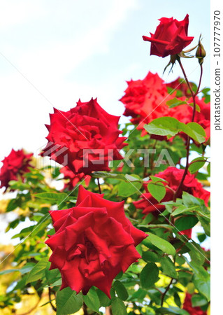 Roses in Terao Central Park (Niigata Prefecture) Roses in Terao Central Park (Niigata Prefecture) 107777970