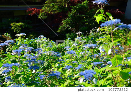 Hydrangeas at Koshoji Temple (Niigata Prefecture) Hydrangeas at Koshoji Temple (Niigata Prefecture) 107778212