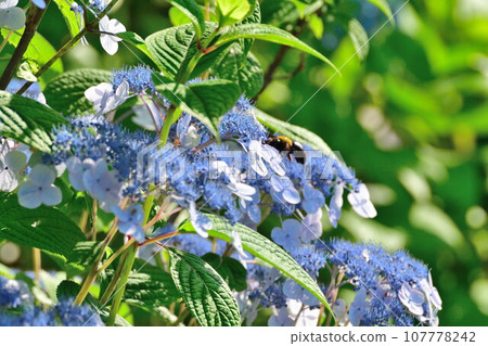 Hydrangea (Niigata Prefecture) 107778242