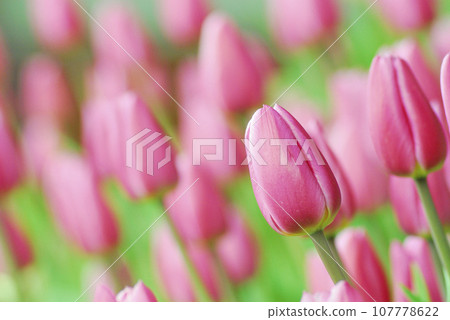 某天看到的鬱金香花田 某天看到的鬱金香花田 107778622