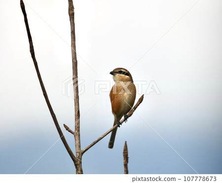 Shrike perched on a branch Shrike perched on a branch 107778673