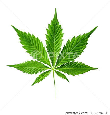 Green cannabis leaf isolated 107778761