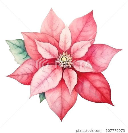 watercolor poinsettia flower isolated watercolor poinsettia flower isolated 107779073