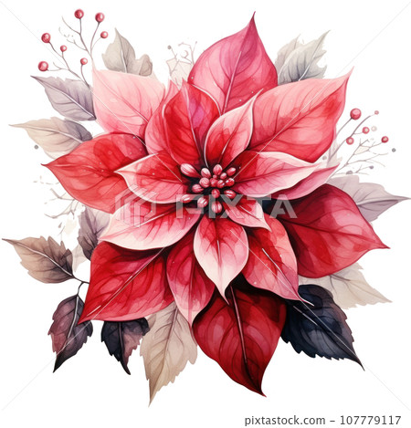 watercolor poinsettia flower isolated watercolor poinsettia flower isolated 107779117