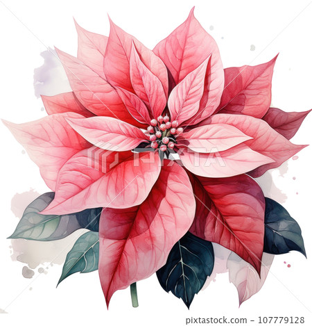 watercolor poinsettia flower isolated 107779128